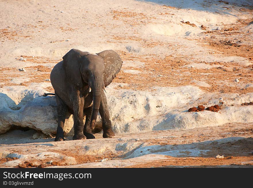 Small African elephant calf (Loxodonta Africana) in savanna in Botswana