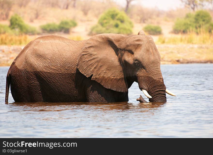 Large African elephant (Loxodonta Africana) standing in the river in Botswana. Large African elephant (Loxodonta Africana) standing in the river in Botswana