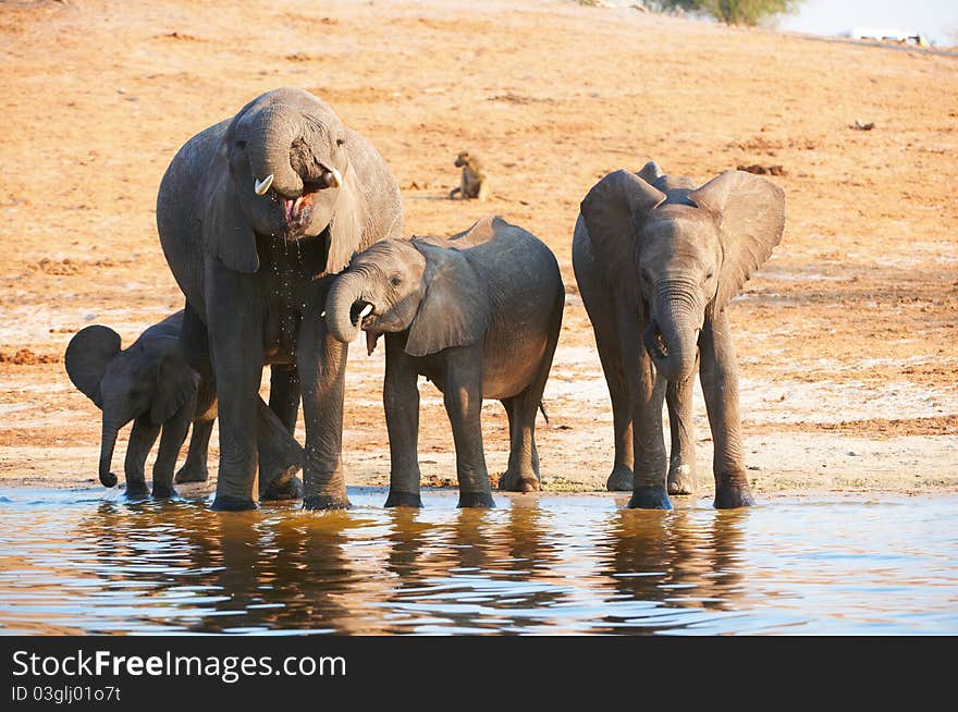 Large herd of African elephants (Loxodonta Africana) drinking from the river in Botswana