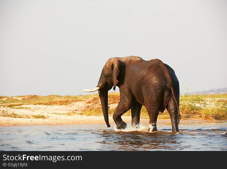 Large African elephant (Loxodonta Africana) walking in the river in Botswana. Large African elephant (Loxodonta Africana) walking in the river in Botswana