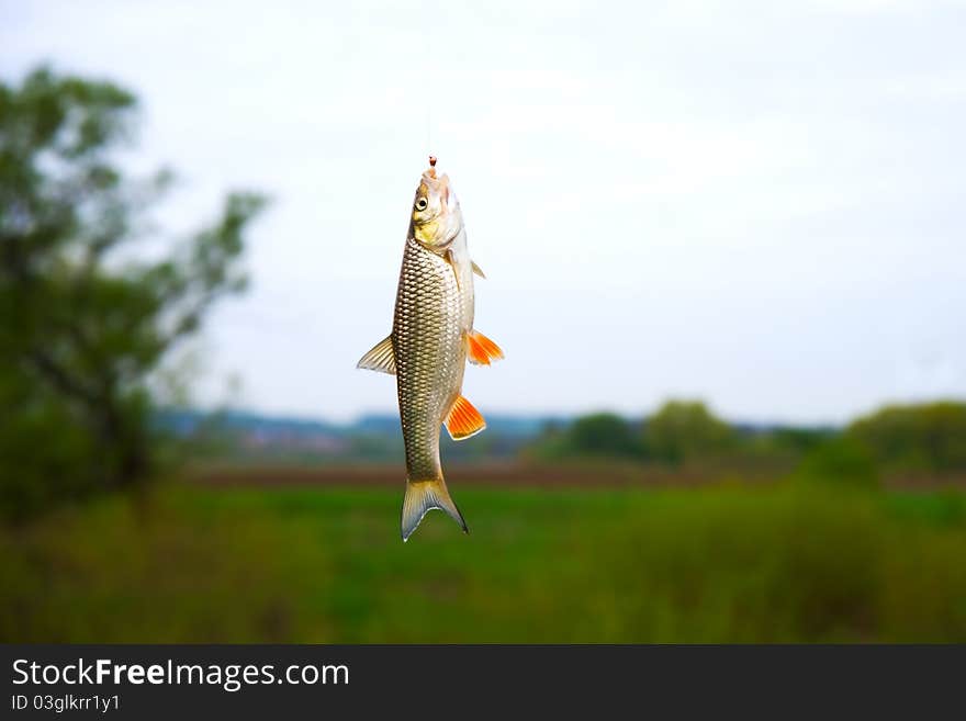 On the background of spring nature on the fishing line hanging just caught at the bait chub