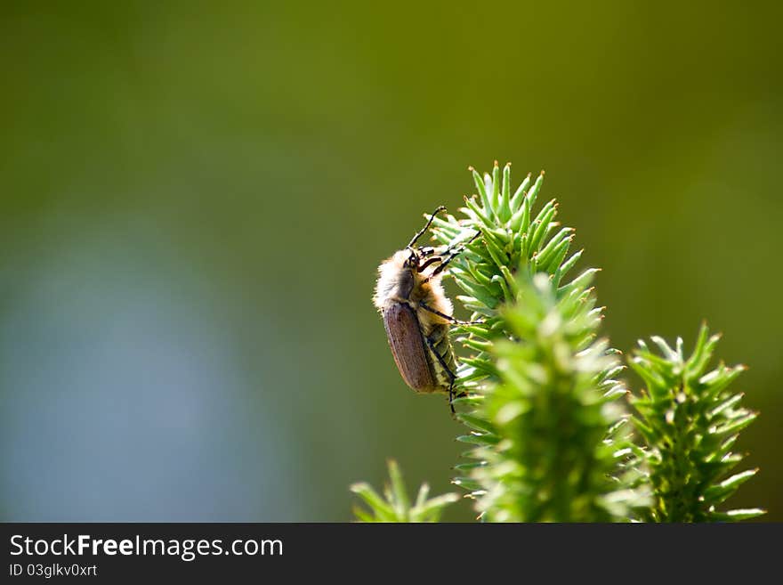 Chafer is sitting on a green branch. highlighted by the bright sun. Chafer is sitting on a green branch. highlighted by the bright sun