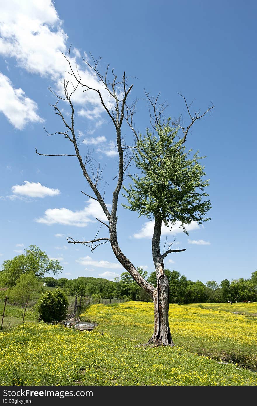 A tree in a beautiful yellow horse pasture with blue sky, vertical with copy space. A tree in a beautiful yellow horse pasture with blue sky, vertical with copy space