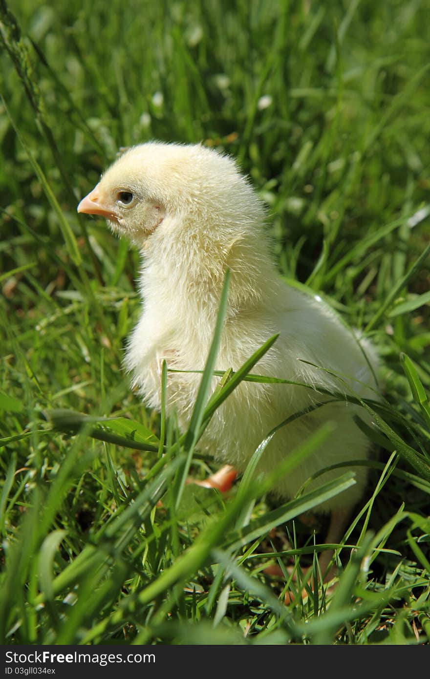 Yellow baby chicken on grass