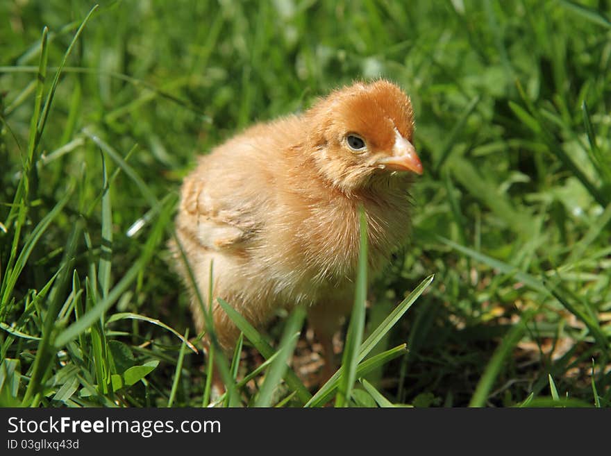 Brown baby chicken on grass