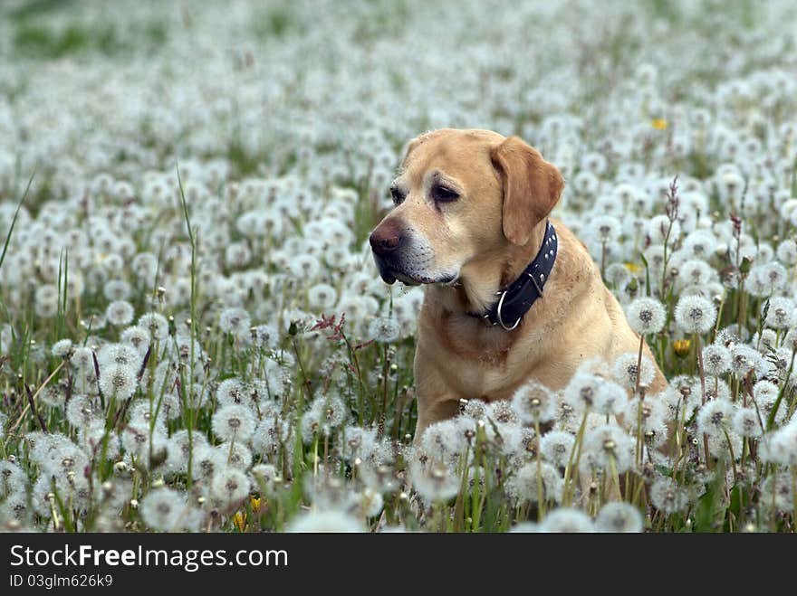 Labrador retriever and the spring meadow