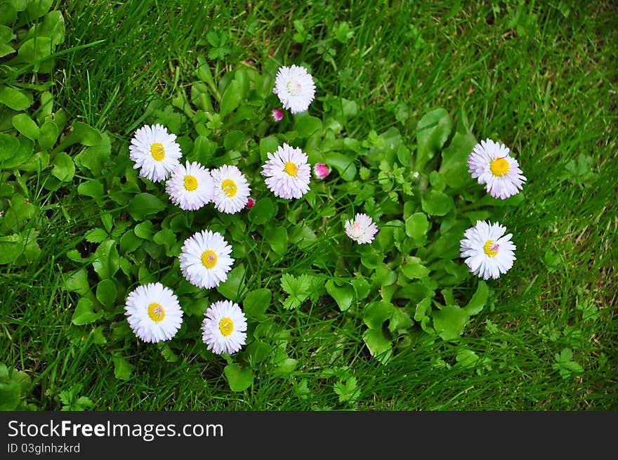 White daisy flowers on garden