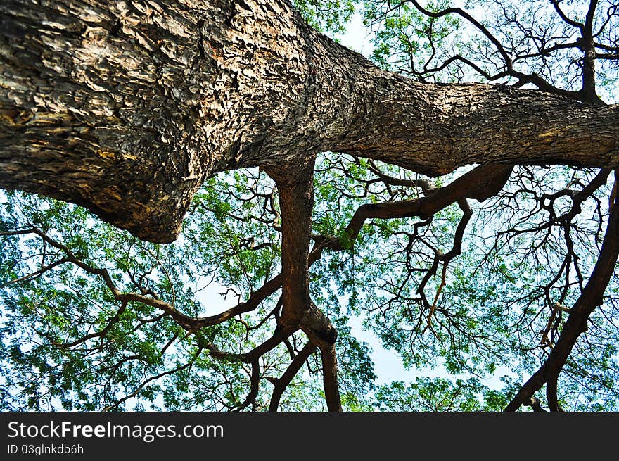 Big Tree in Khum Khun Phan house at Ayutthaya. Big Tree in Khum Khun Phan house at Ayutthaya