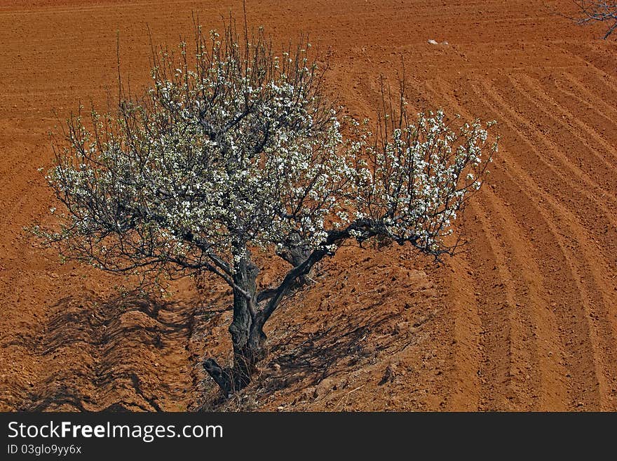 Spring Fields