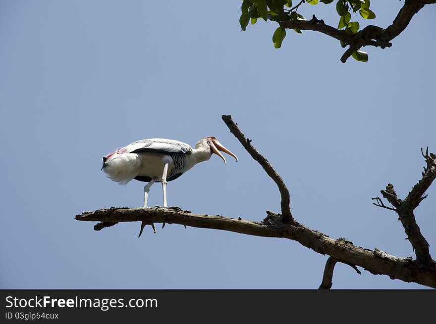 This is one of a flock of migratory birds that comes every year at Kokkara-Bellur Village near Bangalore During October-March every year. This is one of a flock of migratory birds that comes every year at Kokkara-Bellur Village near Bangalore During October-March every year.