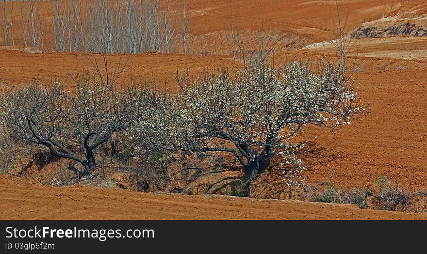 The fields began to plowing in spring. The fields began to plowing in spring.