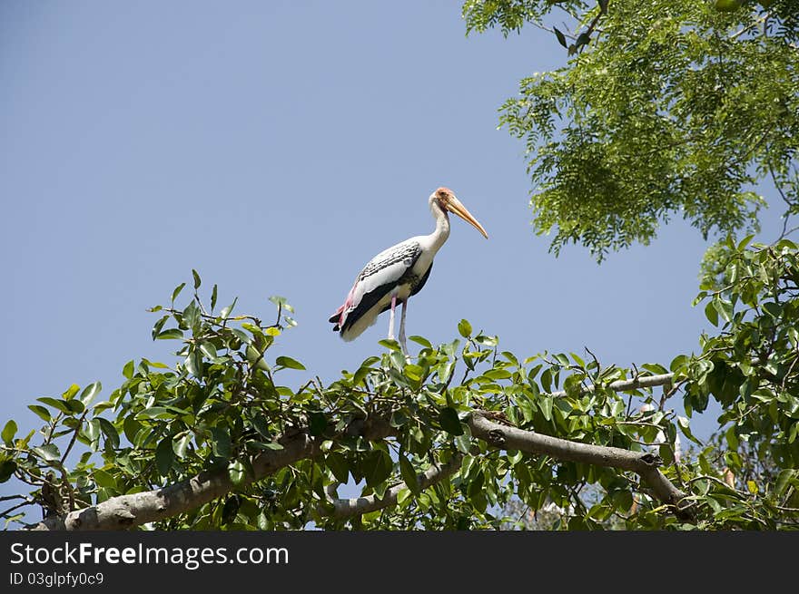 This is one of a flock of migratory birds that comes every year at Kokkara-Bellur Village near Bangalore During October-March every year. This is one of a flock of migratory birds that comes every year at Kokkara-Bellur Village near Bangalore During October-March every year.