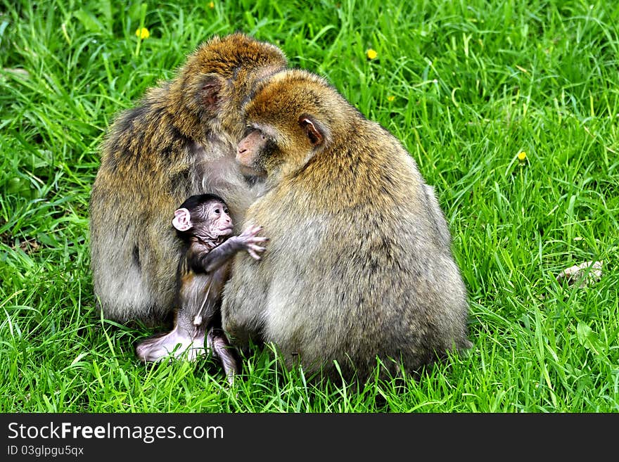 Macaque monkey with young family