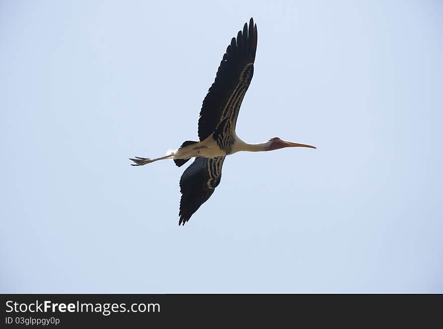 This is one of a flock of migratory birds that comes every year at Kokkara-Bellur Village near Bangalore During October-March every year. This is one of a flock of migratory birds that comes every year at Kokkara-Bellur Village near Bangalore During October-March every year.