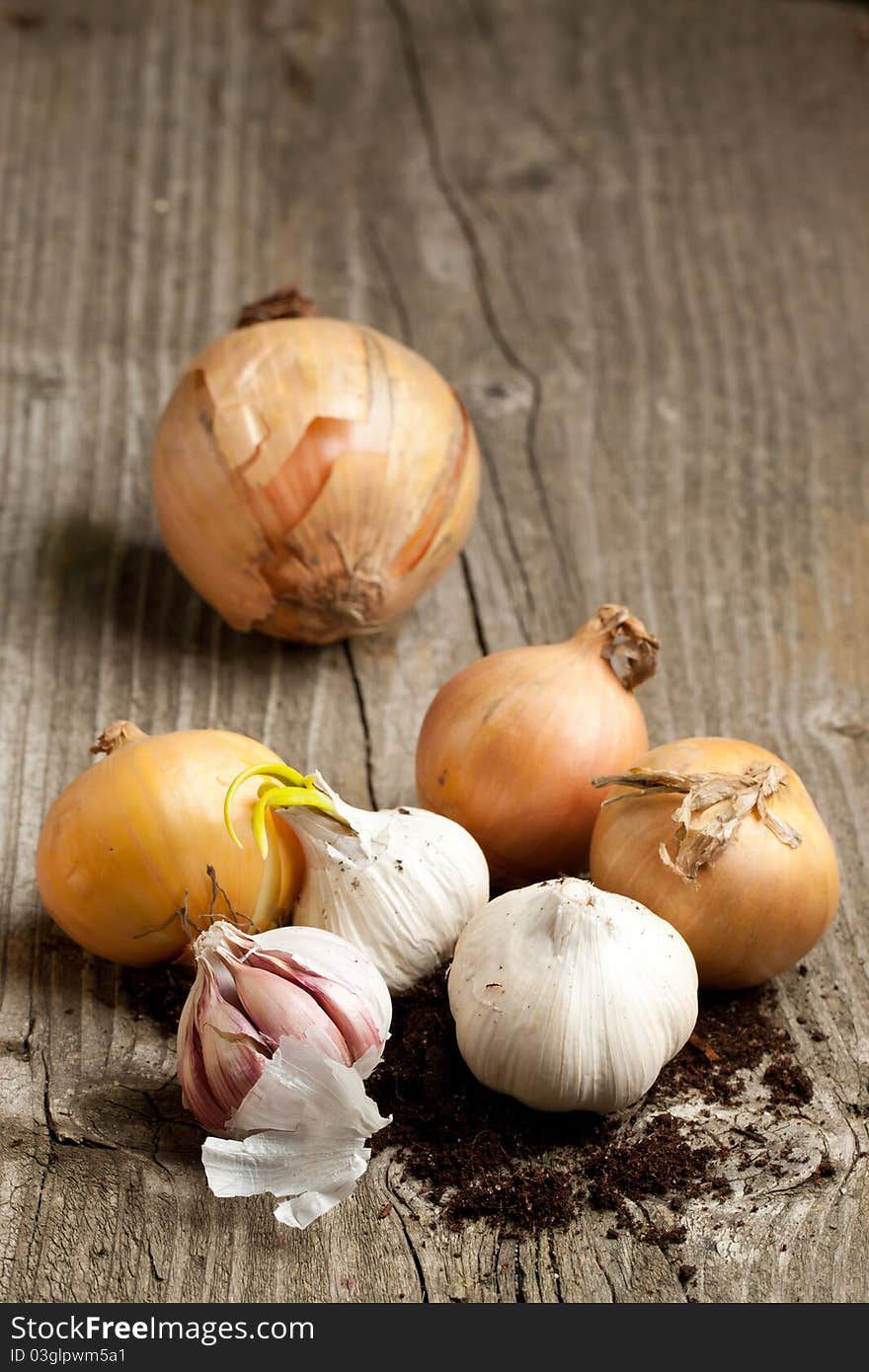 Garlics and onions with soil on old wooden table. Garlics and onions with soil on old wooden table