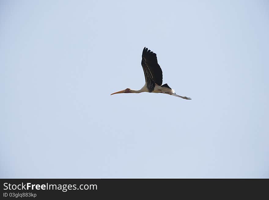 This is one of a flock of migratory birds that comes every year at Kokkara-Bellur Village near Bangalore During October-March every year. This is one of a flock of migratory birds that comes every year at Kokkara-Bellur Village near Bangalore During October-March every year.