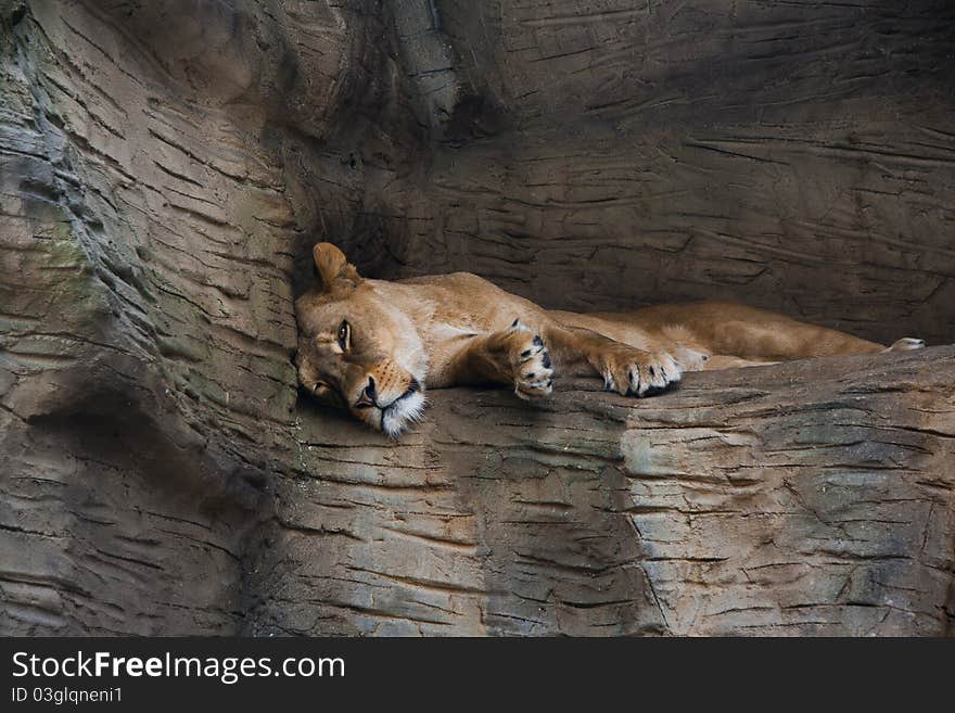 Berber Lion