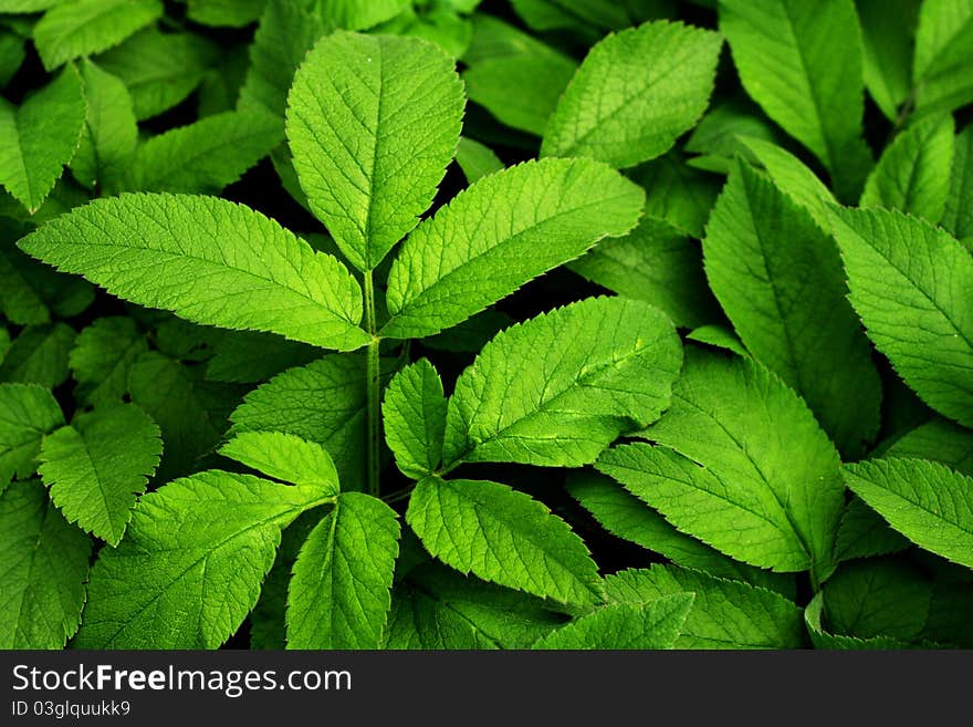 Green Leaves