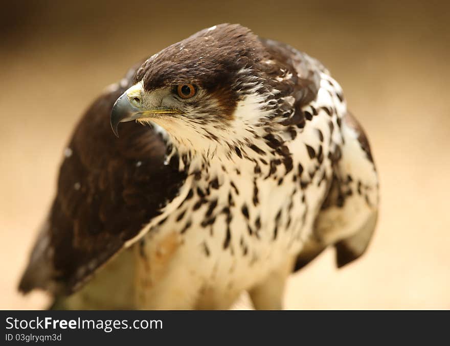 Portrait of a Salker Falcon. Portrait of a Salker Falcon