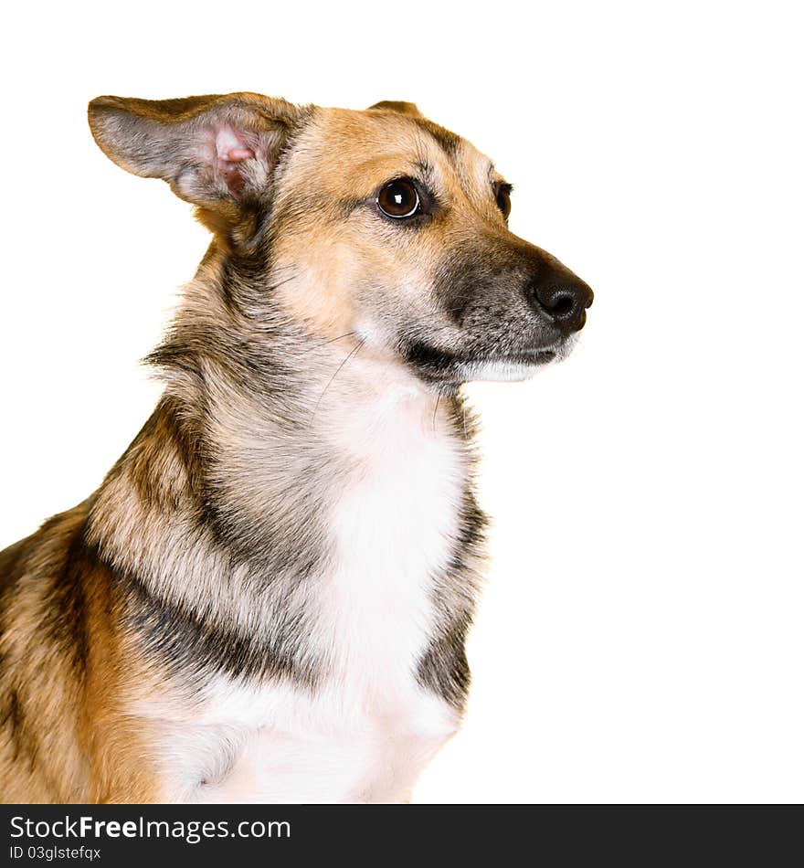 Cute mixed breed puppy