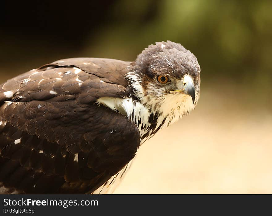 Portrait of a Salker Falcon. Portrait of a Salker Falcon