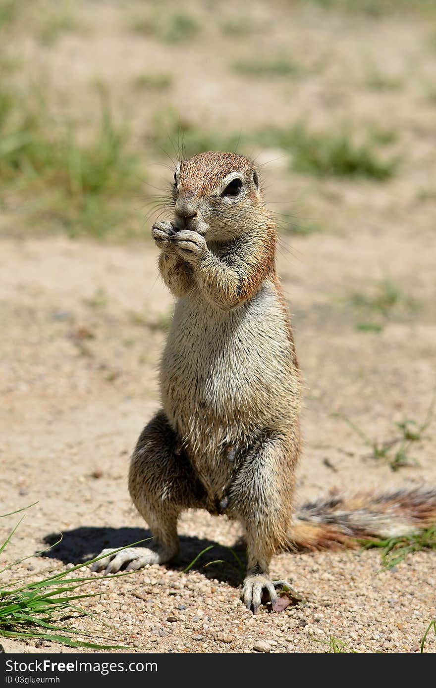 Ground squirrel in Etosha national park,Namibia. Ground squirrel in Etosha national park,Namibia