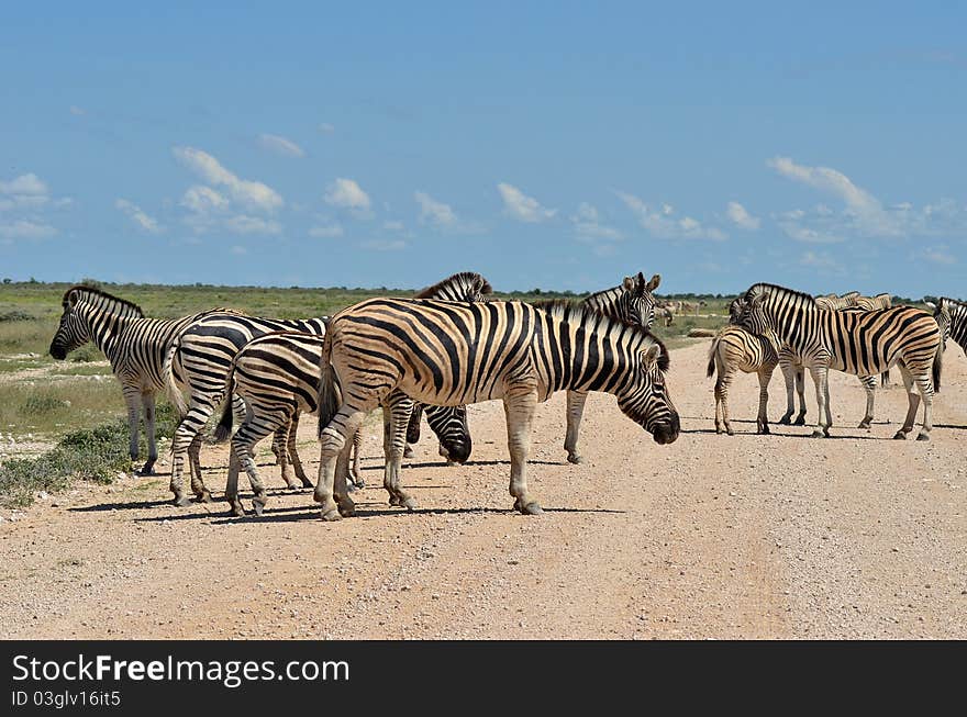 Zebras on the road