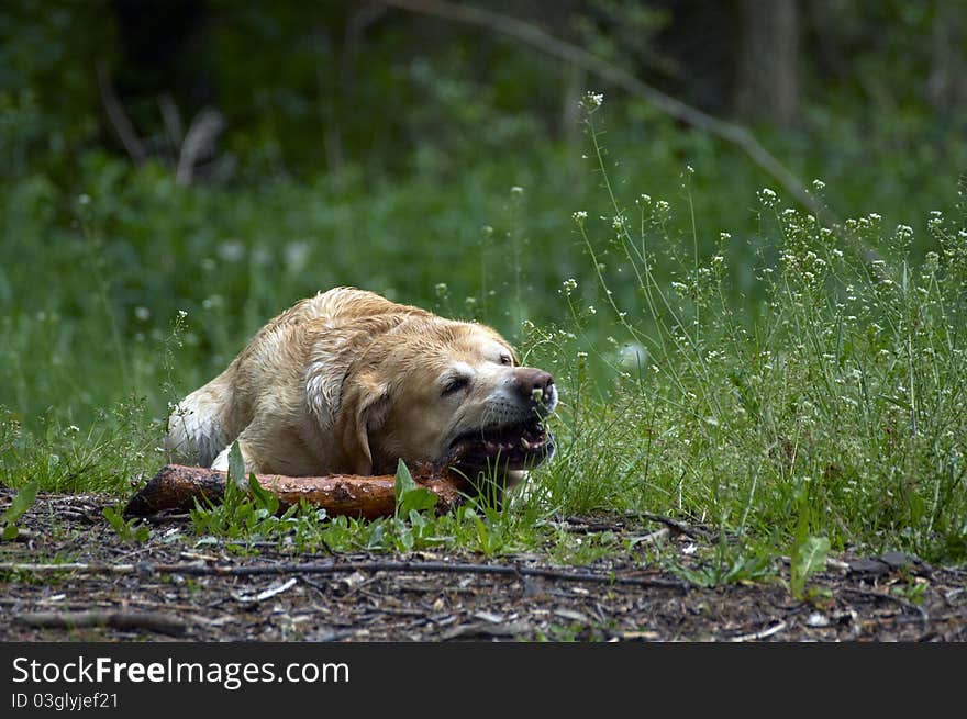 Labrador retriever playing in grass