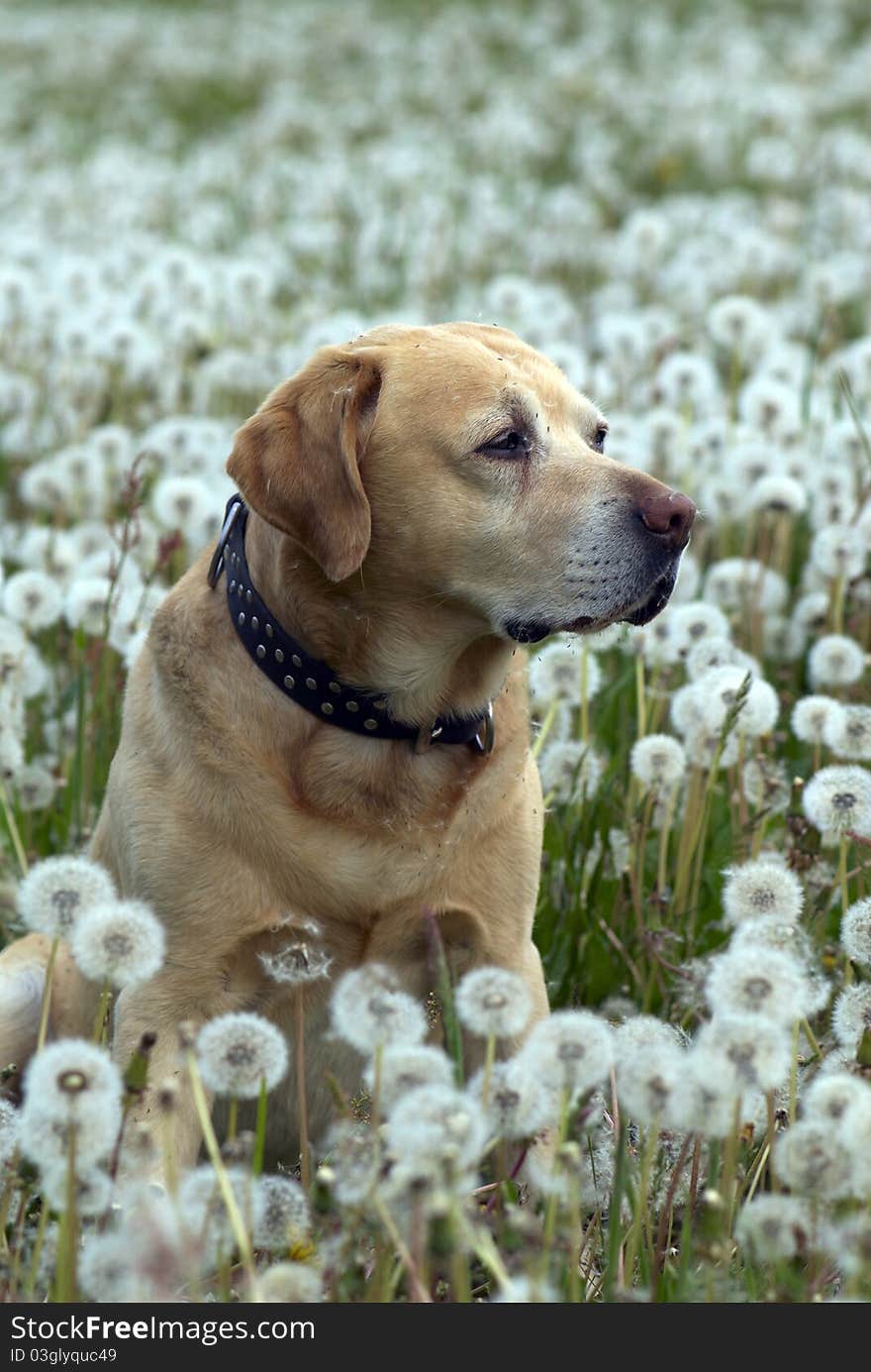 Labrador retriever and the spring meadow