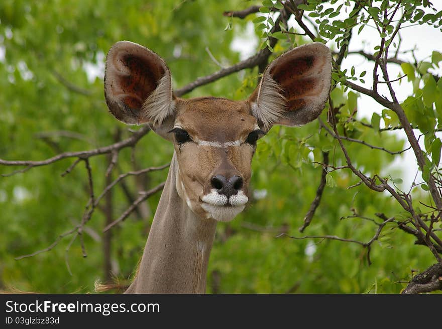 Female Kudu