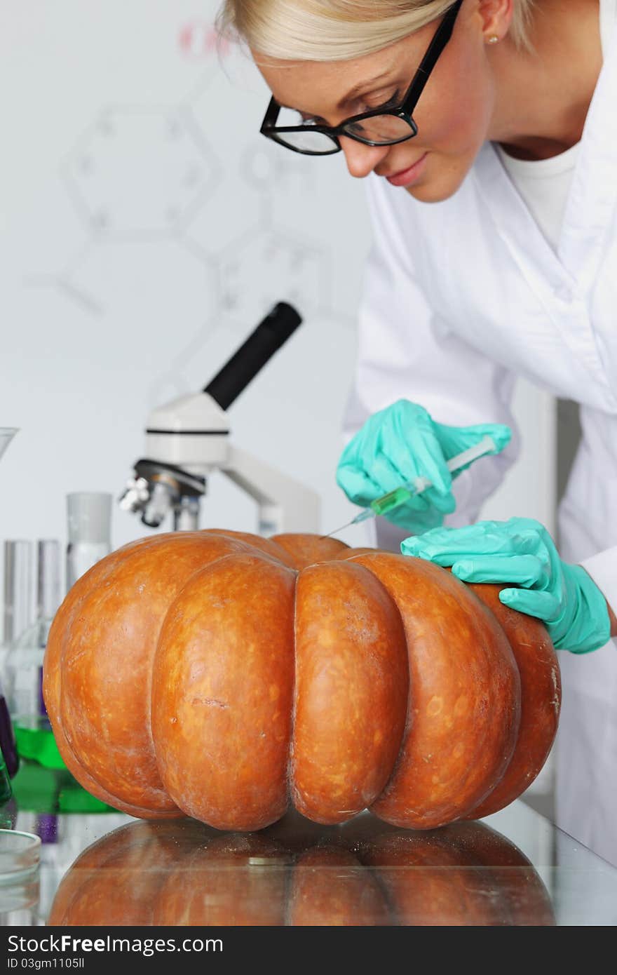 Scientist conducting genetic experiment with pumpkin. Scientist conducting genetic experiment with pumpkin