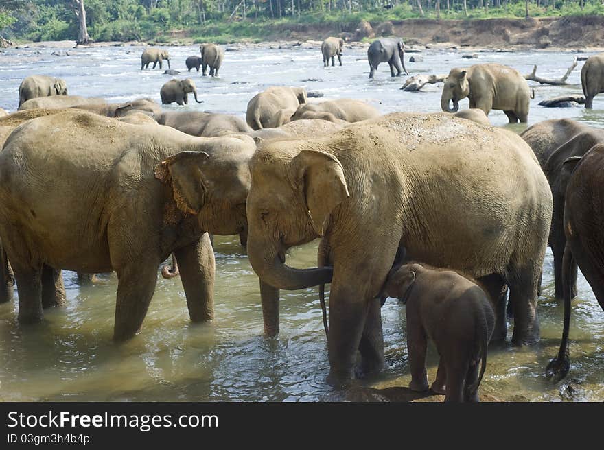 Elephants from the Pinnewala Elephant Orphanage enjoy their daily bath at the local river. Elephants from the Pinnewala Elephant Orphanage enjoy their daily bath at the local river.