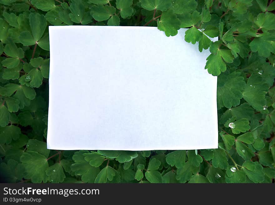 A sheet of paper on green leaves background