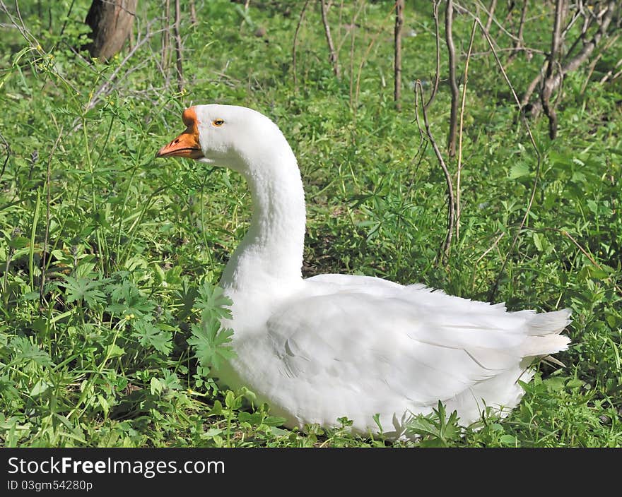 White goose. Domesticated goose on roaming. Gus in the middle of green grass on the farm.