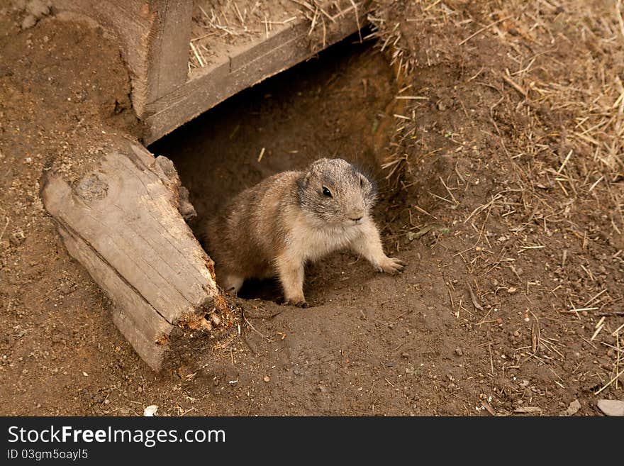 Ground Squirrel