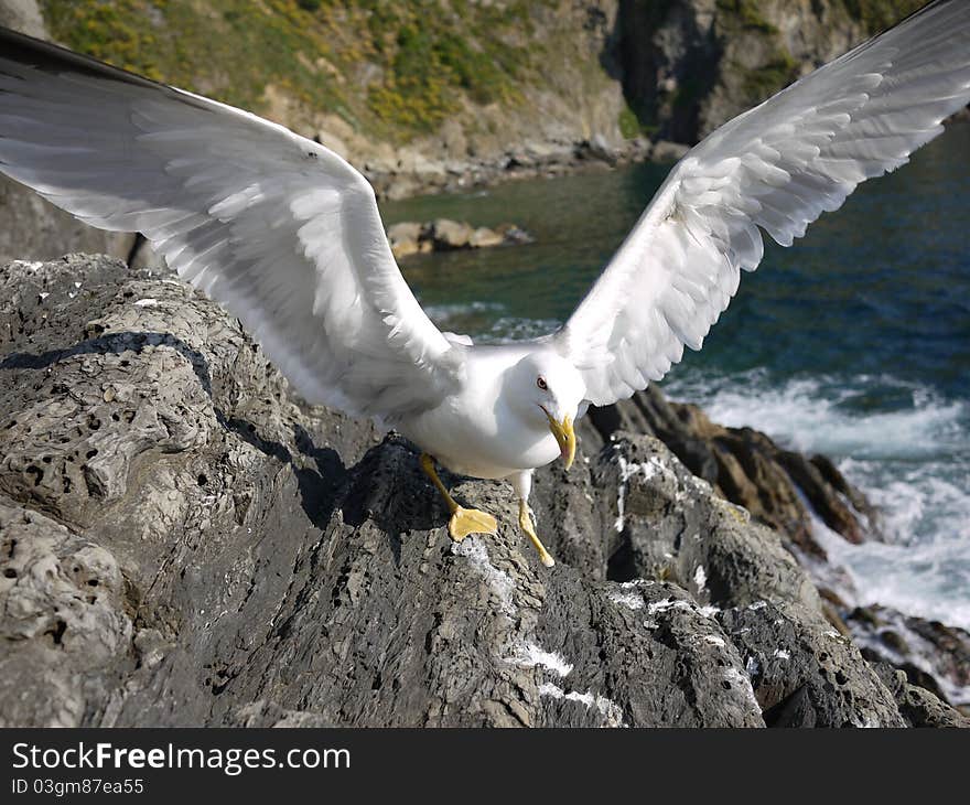 One-foot young seagull opening its wings with proud poise on a reef. One-foot young seagull opening its wings with proud poise on a reef