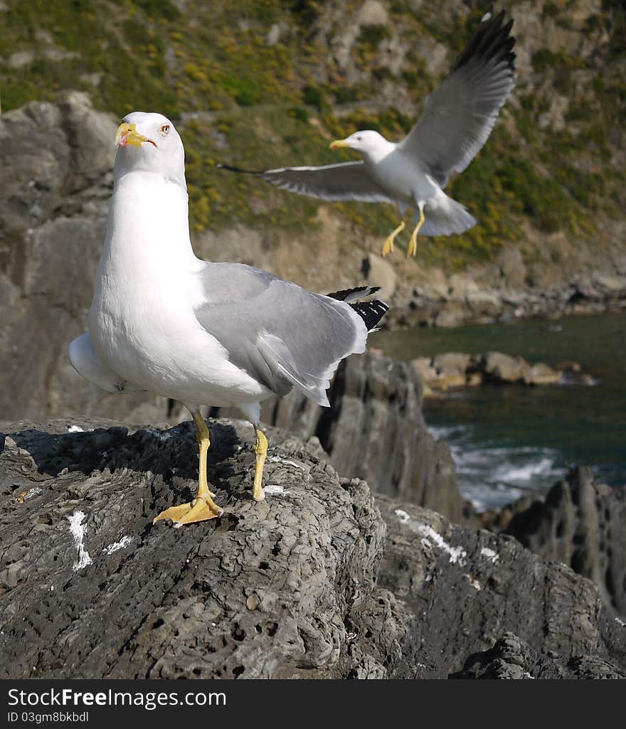 One-foot young seagull with a companion in the background. One-foot young seagull with a companion in the background