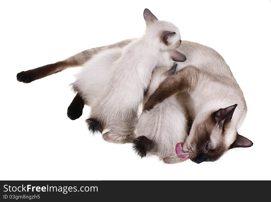 Mother cat and babies in a white background. Mother cat and babies in a white background