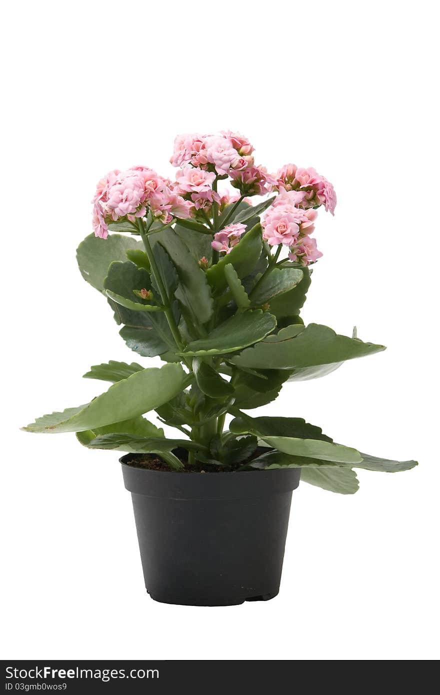 Pink kalanchoe flower plant isolated on white background