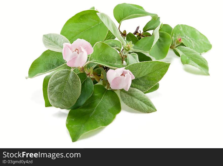 Branch of a flowering quince is isolated on a white background