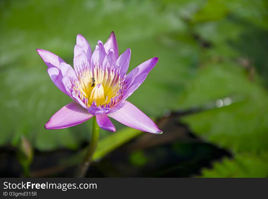 A Purple waterlily blooming in a lily pond. A Purple waterlily blooming in a lily pond