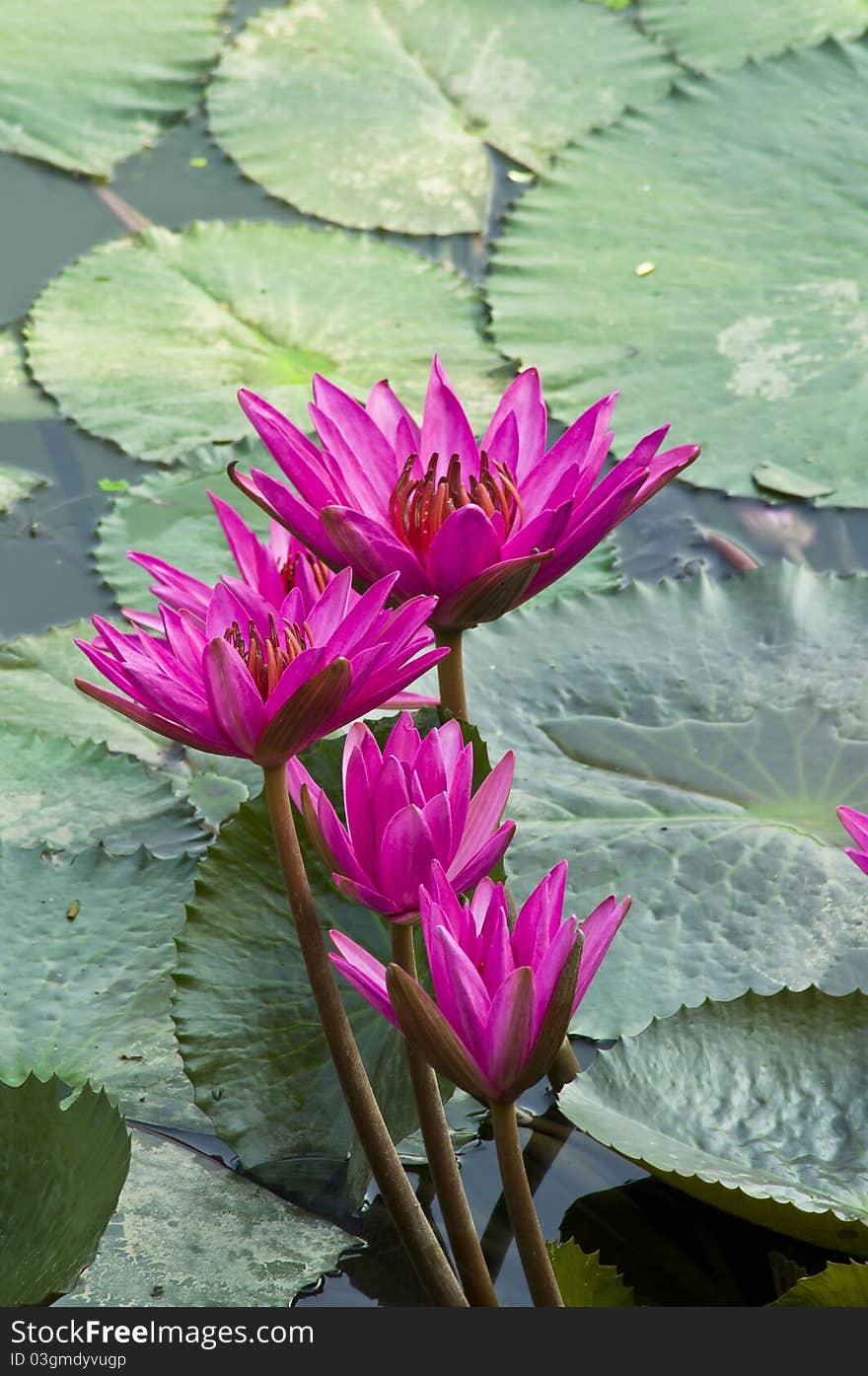 Pink Lotus blooming on water background with leaves and it's bud. Pink Lotus blooming on water background with leaves and it's bud.