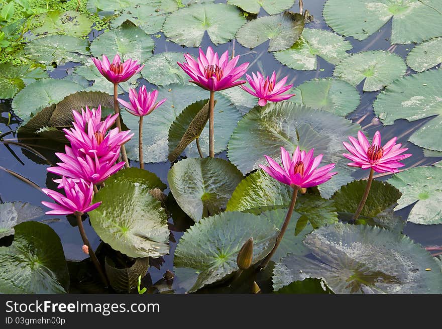 Pink Lotus blooming on water background with leaves and it's bud. Pink Lotus blooming on water background with leaves and it's bud.