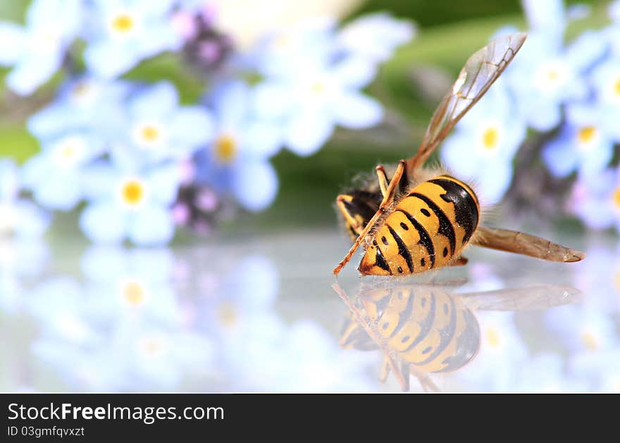 A wasp lies dead on a white surface with a reflection, and blurred flowers behind it. Great depth of field from the flowers and the dead wasp. A wasp lies dead on a white surface with a reflection, and blurred flowers behind it. Great depth of field from the flowers and the dead wasp.