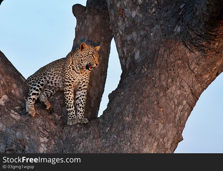 African leopard