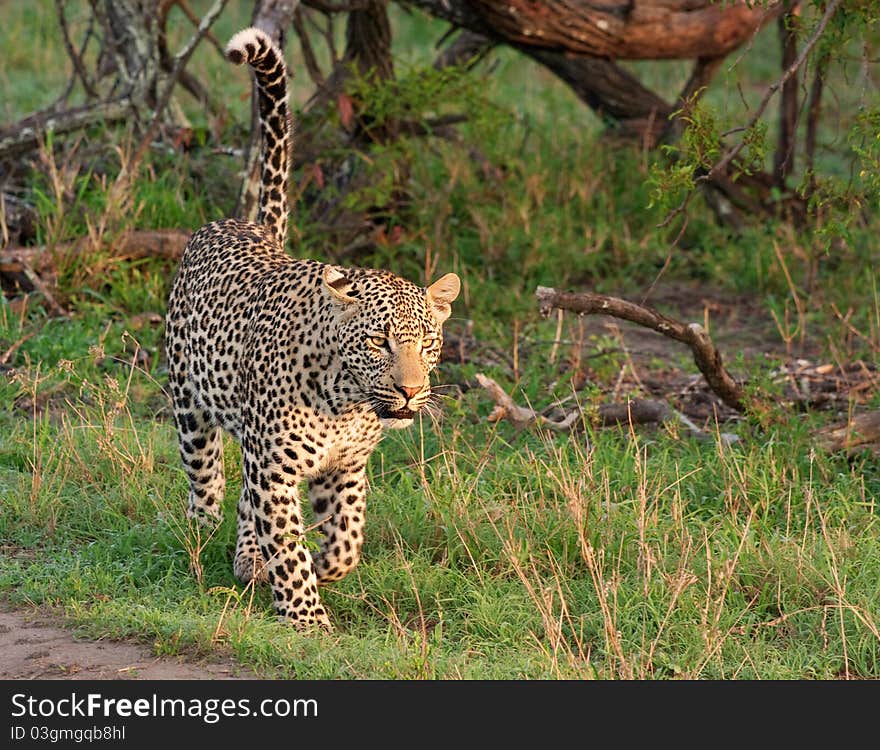 African Leopard