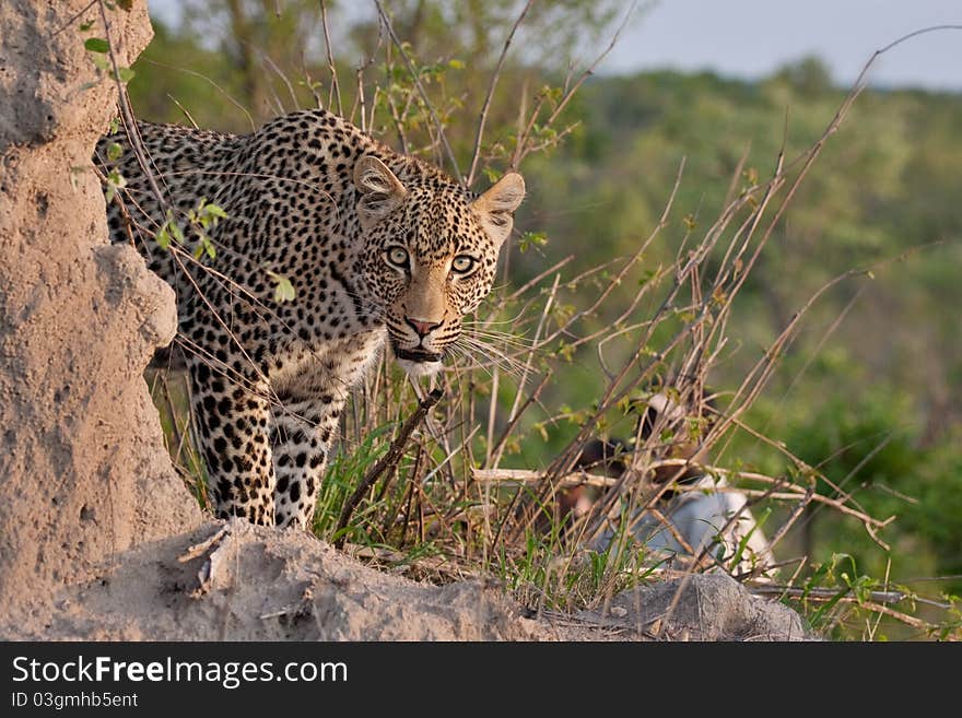 African leopard