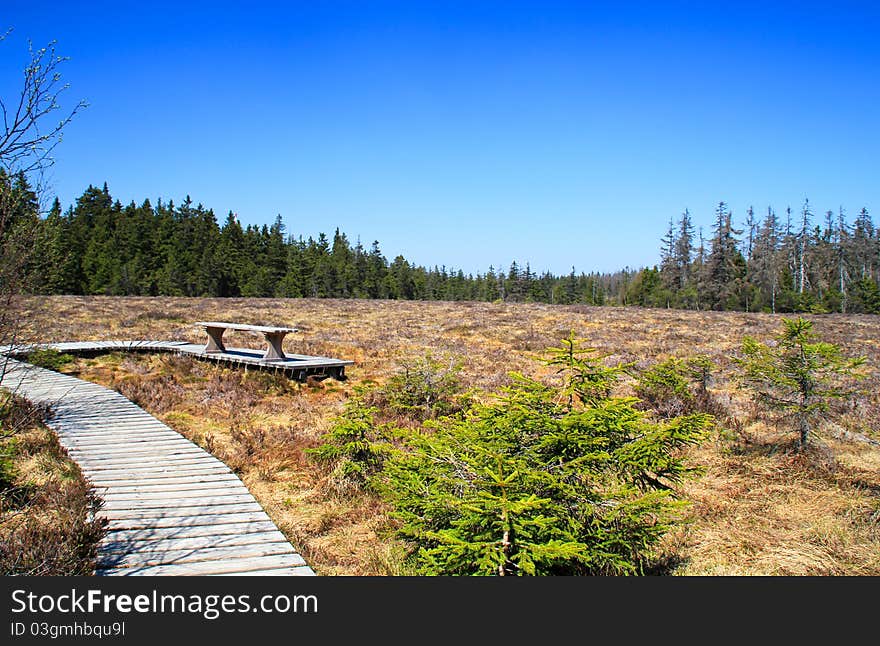 Bench on the bog