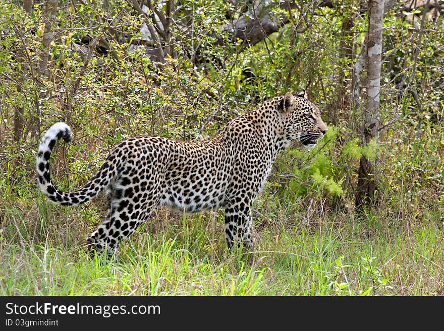 African leopard