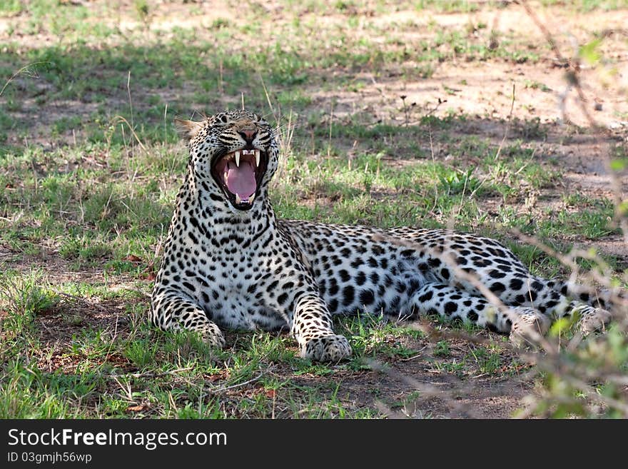 African Leopard